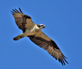 Osprey