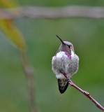 Costas Hummingbird