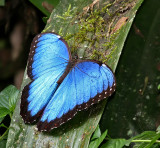 Blue Morpho