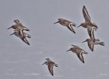 Dunlins