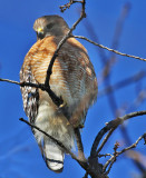 Red-shouldered Hawk