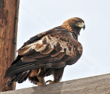 Golden Eagle