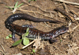 Rich Mountain Salamander