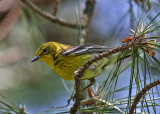 Pine Warbler