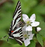 Zebra Swallowtail