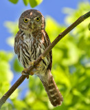Baja Pygmy-Owl