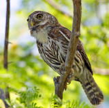 Baja Pygmy-Owl