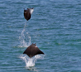 Flying Mobula Ray