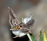 Five-spotted Hawk Moth