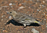 Pine Siskin