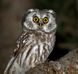 Boreal Owl