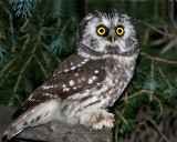 Boreal Owl