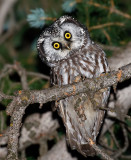 Boreal Owl