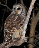 Barred Owl