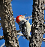 Red-bellied Woodpecker