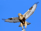 Rough-legged Hawk