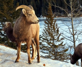 Bighorn Sheep