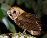 Ashy-faced Owl