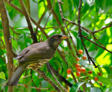 Palmchat