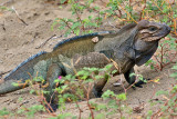 Rhinoceros Iguana