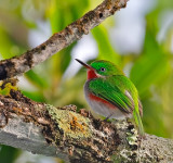 Narrow-billed Tody