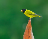 Antillean Siskin