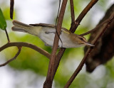 Black-whiskered Vireo