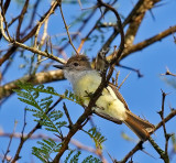 Stolid Flycatcher