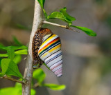 Tree or Candy Cane Snail
