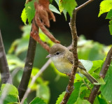 Bells Vireo