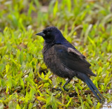 Shiny Cowbird