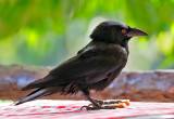 White-necked Crow