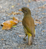 Palmchat