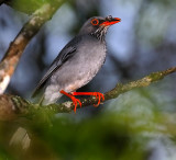 Red-legged Thrush