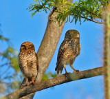 Burrowing Owls