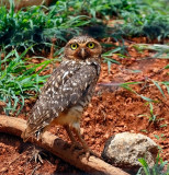 Burrowing Owl