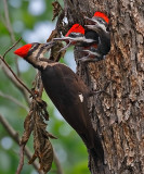 Pileated Woodpecker