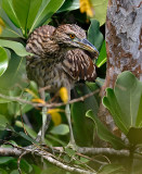 Black-crowned Night-heron