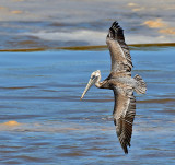 Brown Pelican