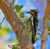 Red-naped Sapsucker