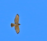 Broad-winged Hawk