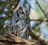 Western Screech-Owl