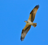 Osprey