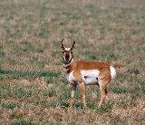 Pronghorn