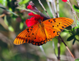 Gulf Fritillary