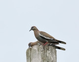 White-winged Dove