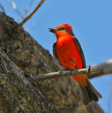 Vermilion Flycatcher