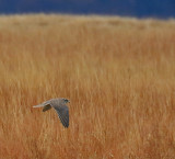 Prairie Falcon