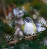 Blue-headed Vireo