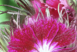 Macro Flower Pink